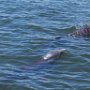 Dolphins
